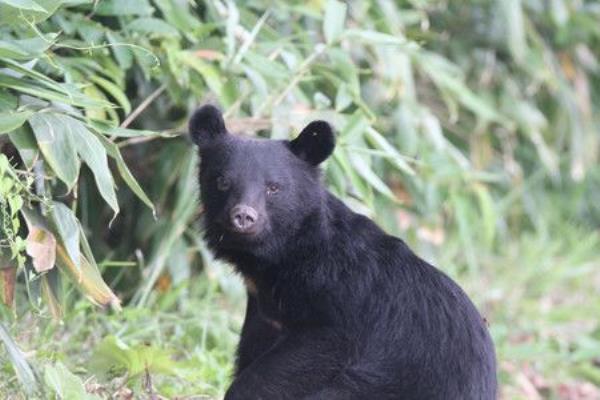 日本将黑熊、棕熊列入野生动物管制名单